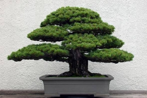 Phong thủy nhà ở: Những loại cây tiêu hao tài lộc nên tránh trồng trong nhà